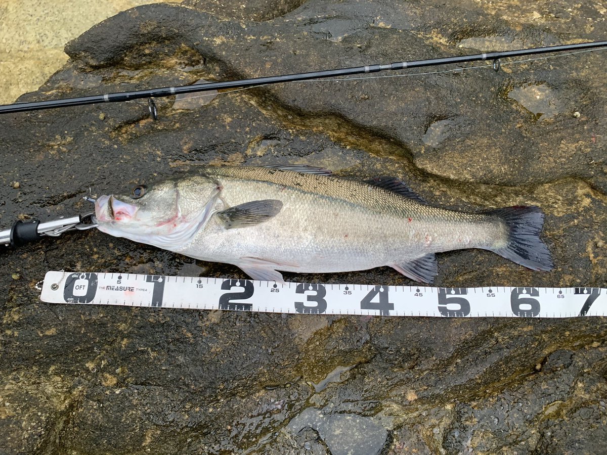 釣りやす 久々の牡鹿半島 やっぱいいわ ロケーションだけでも満足だけど プラス釣果あると 実釣2時間だったけど開始早々に立て続けにヒット バイトも何度かあり活性高し 暗くなって夜行虫光出したらアタリなし 牡鹿半島 シーバス 磯マル