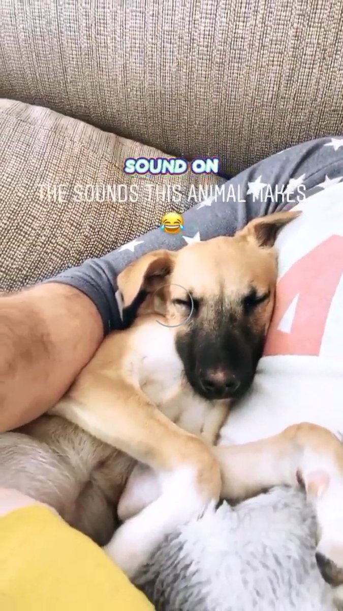 danimaslow02's tweet photo. I m so sorry for rosey 🙏🙏😭😭❤💖💖, she now is a little Angel ❤❤
Miss you rosey 😭😭💔💔💖💖💖
@jamesmaslow ❤💖. https://t.co/NqrIk2zMCa