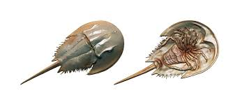 No habiendo visto nada así antes en mi vida (al menos yo), nos abocamos a encontrarle parecidos con otros bichos. Así llegamos a los cangrejo-cacerola (Xiphosura). Para el ojo inexperto (como el nuestro), la similitud de algunas de sus partes con nuestras formas era aceptable [+]