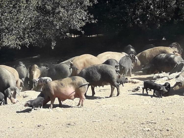 VillagesdeCorse's tweet photo. A Muratinca - Charcuterie Corse AOP - Vente directe et par par correspondance à Muratu

https://t.co/C996bjxXFc

#CharcuterieCorseAOP #CharcuterieAMuratinca #VillagesdeCorse #Corsica #Murato #Muratu #Nebbiu https://t.co/Drdu6N72BK