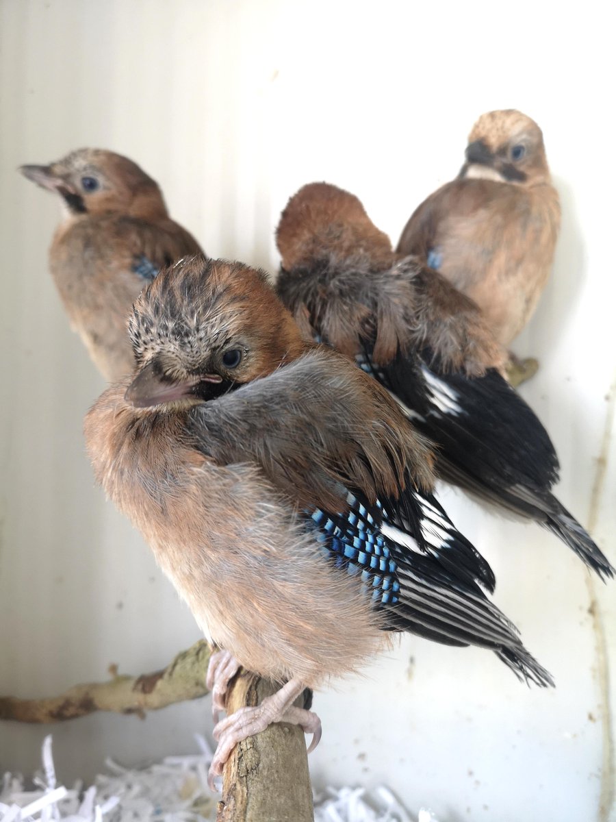 MedicAnimal Ltd tweet media