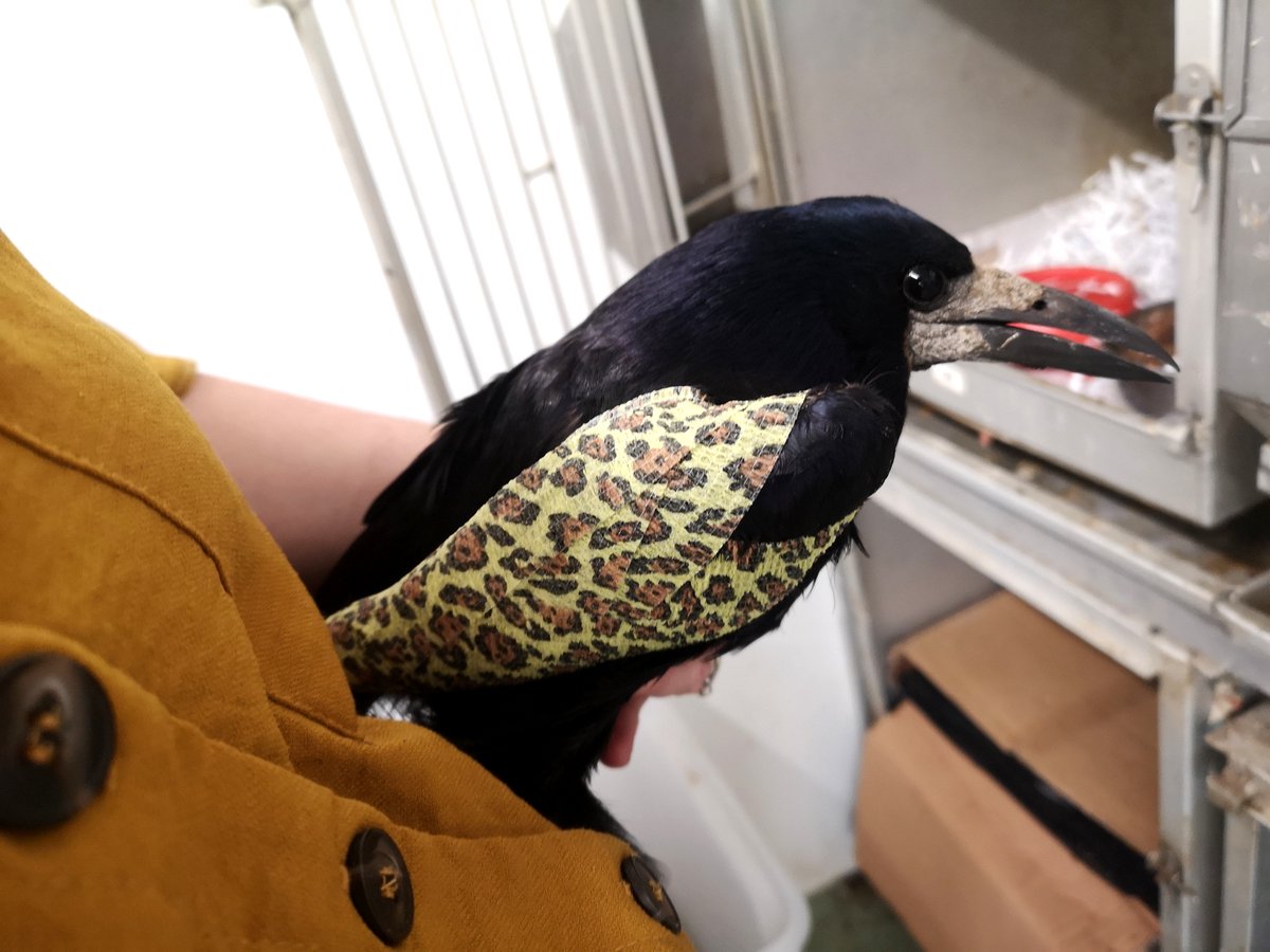 MedicAnimal Ltd tweet media