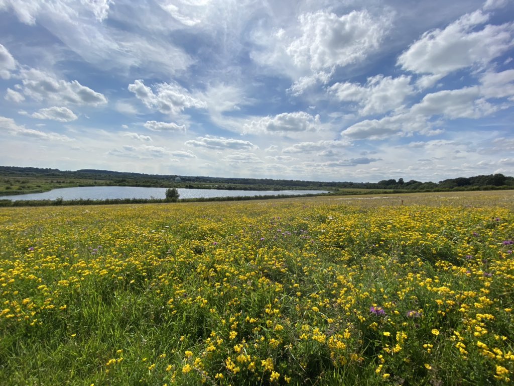 leonarec's tweet photo. Beautiful wild flower meadow in the sunshine ☀️@RSPBAireValley #staidans #loveukweather https://t.co/k4hK3hFn0A