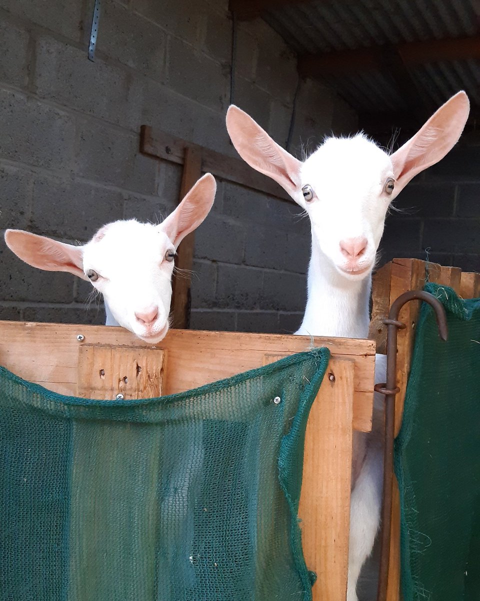 Anna_Dairy's tweet photo. 6 weeks of this messers 😍 #HappyFriday #goats #farming https://t.co/fNXsRWeuKh