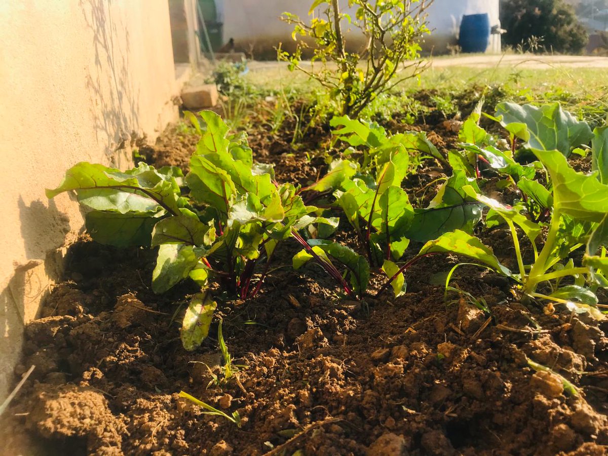 Wow look at the progress of our garden challenge!

In just over one week we can see the lush green leaves come through. Seeing these small updates gives you something to look forward too each week🌱

#standingtogetheragainstthespreadofCOVID19 #gardenchallenge #SeedofHopeSA