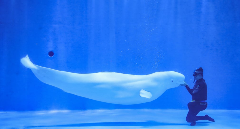 MC_org's tweet photo. According to the Guardian’s picture editors, this is one of today's (Friday) best photos - a beluga whale on display at a facility in China. @guardian
Wildlife should stay in the wild!
#dontsupportcaptivity
https://t.co/1XaFtF8KHd https://t.co/7w0FcI3mV0