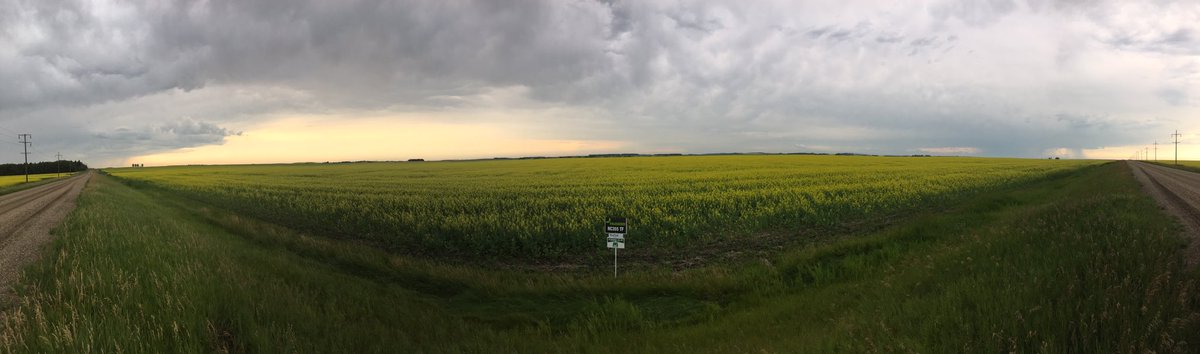 advisingfarmer's tweet photo. Great looking @NuseedUSandCA NC355TF @Coop_Ag Innovation Field Trial with @PembinaCoop. New variety to Canada looks like it’s enjoying the country so far! https://t.co/a5TwJttfeY
