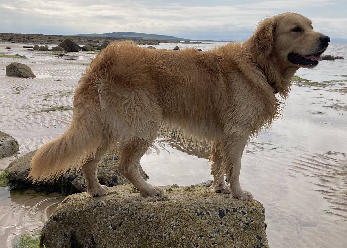 BrokktheGR's tweet photo. On a #dogjog along Dumbarnie Beach with @AllenCMarr https://t.co/sNWv2k3Yf0