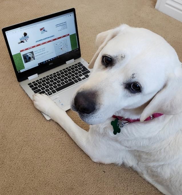 LabRescuersSD's tweet image. Lab Amore Update conta.cc/2ZT7tqM