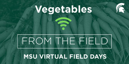 MSUAgBio's tweet photo. .@MSUExtension's Ben Phillips will discuss research on pickling cucumbers, sweet corn, cabbage and onions for growers in the Thumb region with online materials becoming available next Wednesday, July 29. Learn more: https://t.co/jrmQTvnyWJ #MSUVirtualFieldDays https://t.co/zwLEaM0p6r