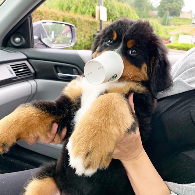 t_risoluto's tweet photo. 미국 스타벅스에서는 멈무치노puppuccino라는 멈머음료(휘핑크림인듯)를 무료로 제공한다는 이야기를 듣고 귀여워서 울고있음 https://t.co/EnWGVZgNN0