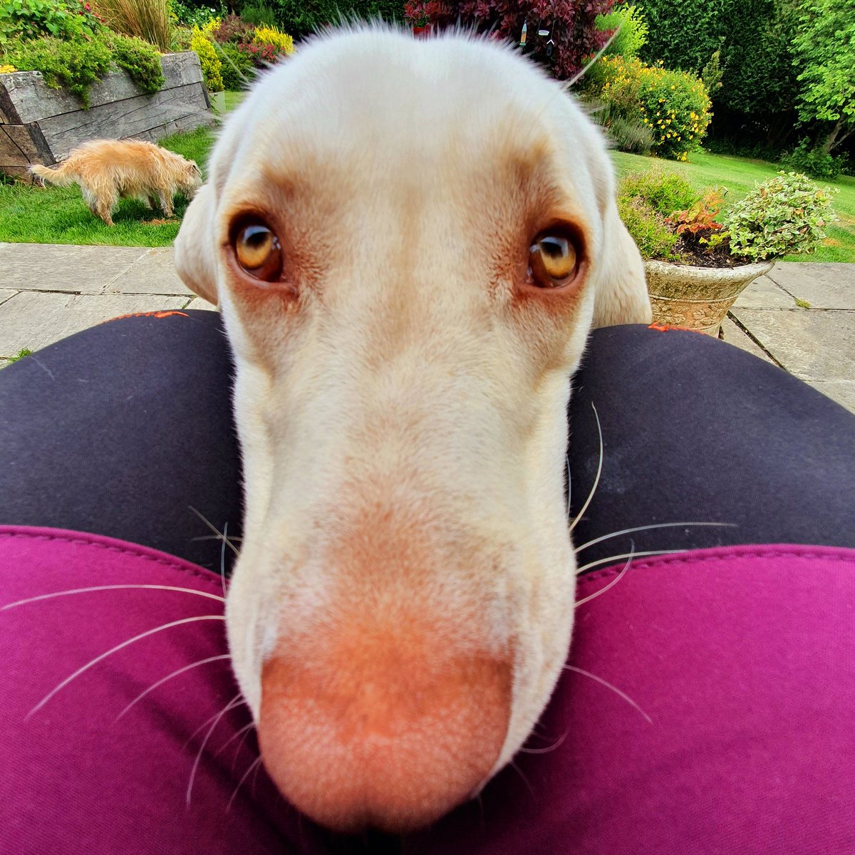 woofstockuk's tweet photo. What ua doing #woofstockwilson is it nearly dinner time? #dogsoftwitter #dogsofwoofstock https://t.co/PBzRXXdhsM