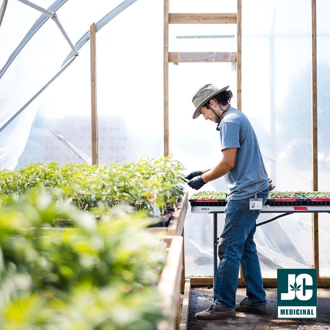 jc_medicinal's tweet photo. Our plants will be soaking up the sunshine this #qualityweekend! How will you be spending yours?

#jcmedicinal #medicalcannabis #cannabiscommunity #cannabiseducation #outdoorgrow #plantcare #cannabisgrow #cannabiscrop #weedwellness #canadianweather #sunshine https://t.co/kLj2j6hjlr