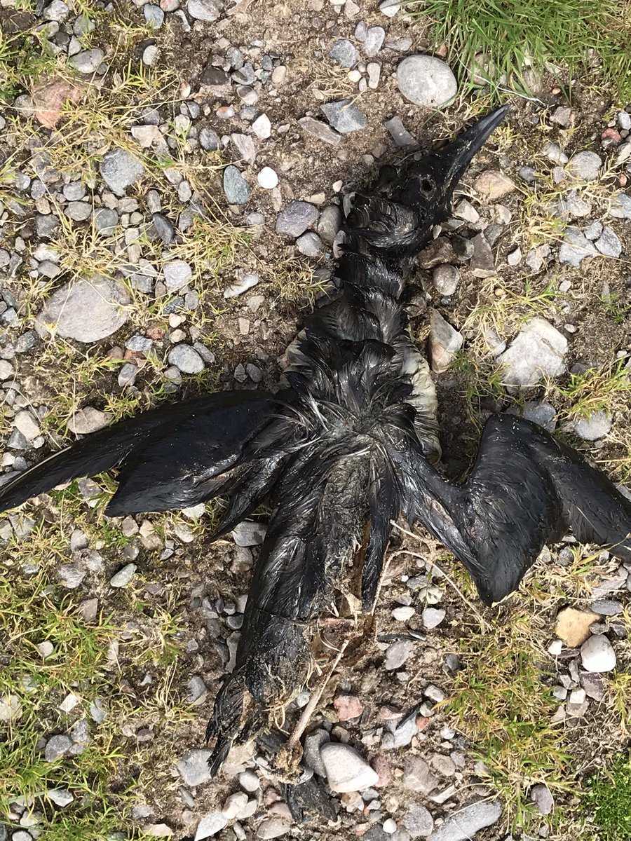 Trish Loli Brewster 🦡🐬🐻🦔🐭🐑🐸🇺🇦 tweet media