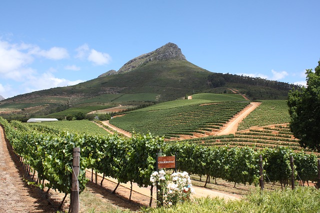 CapeTownEtc's tweet photo. Stellenbosch Wine Routes and at least 300 wineries across the country are uniting behind a legal application. The application is asking for evidence from the government explaining the re-banning of alcohol and its transportation.https://t.co/4xuNs69uUx https://t.co/ZPZ4YVq2Ou