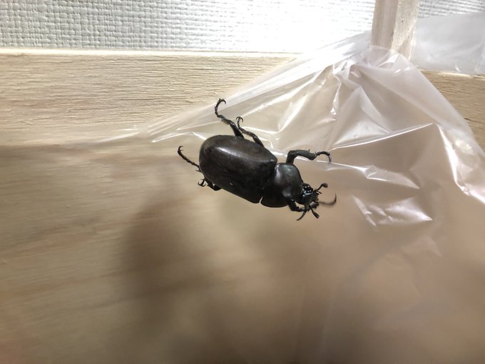 カブトムシのtwitterイラスト検索結果 古い順