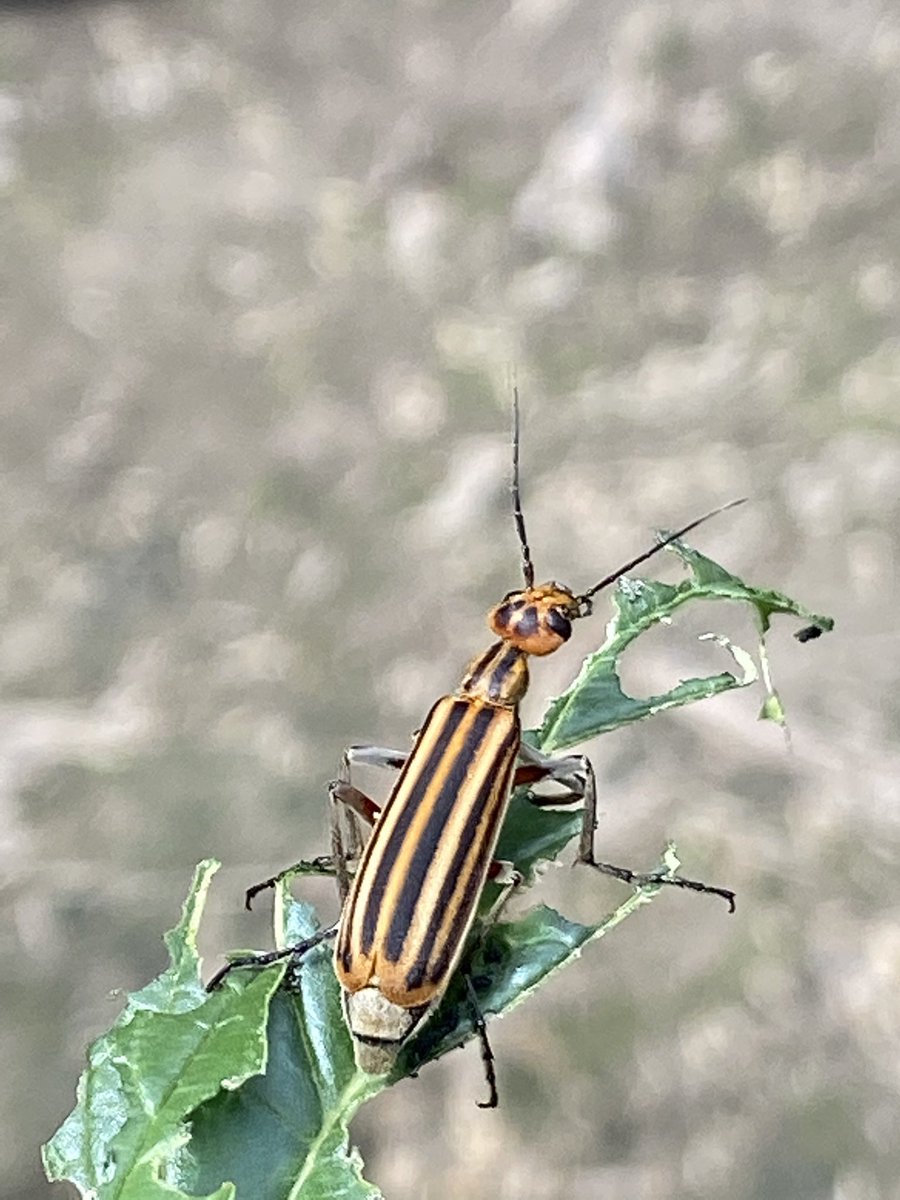 40 of these striped blister beetles have enough toxicity to kill a small horse.  They are doing a number on this waterhemp.  Scout hay fields especially if hay will be fed to horses.