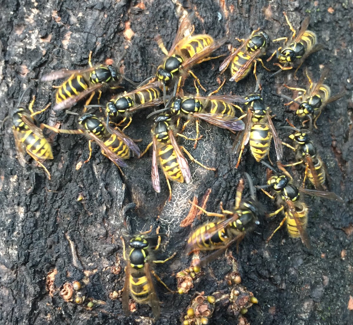 pjlester's tweet photo. CRISPR gene drives for next-generation pest control? Our work on wasps shows that potential resistance can be managed, but suppression is more likely than eradication. See https://t.co/LB5tJm8FWL Awesome modelling work from John Kean at @AgResearchNEWS Thanks @BioHeritageNZ https://t.co/vcriLPhnAH