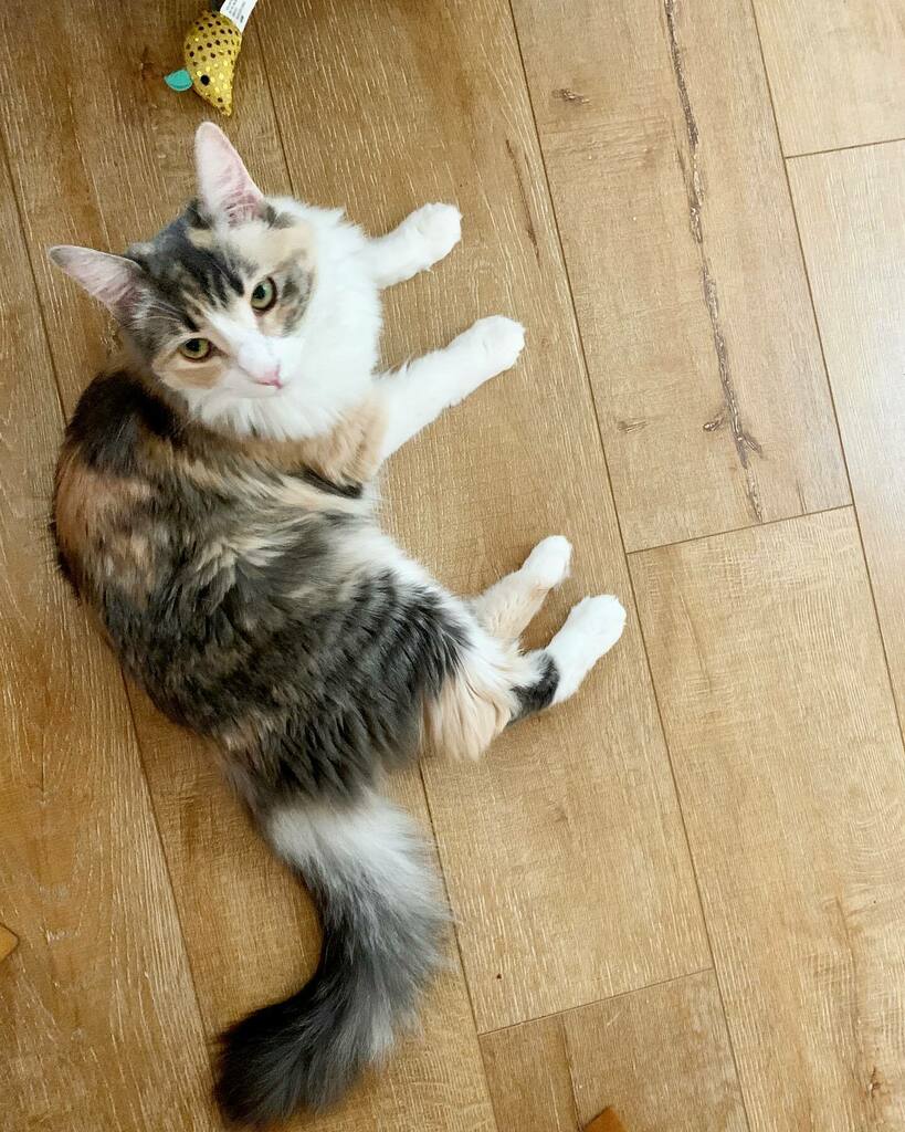 DawnWinston24's tweet photo. 1 year check up complete. 🏥Daisy is 100% healthy and we are ready to bring a new furmate into her life. 💕 Looking to adopt another female kitty soon 🐈💗🐈
.
#adoptdontshop #teamfrontstreet #frontstreetanimalshelter #sacramento #cats #catsofinstagra… https://t.co/0GUIz7olOU https://t.co/pIHs3CPB2c