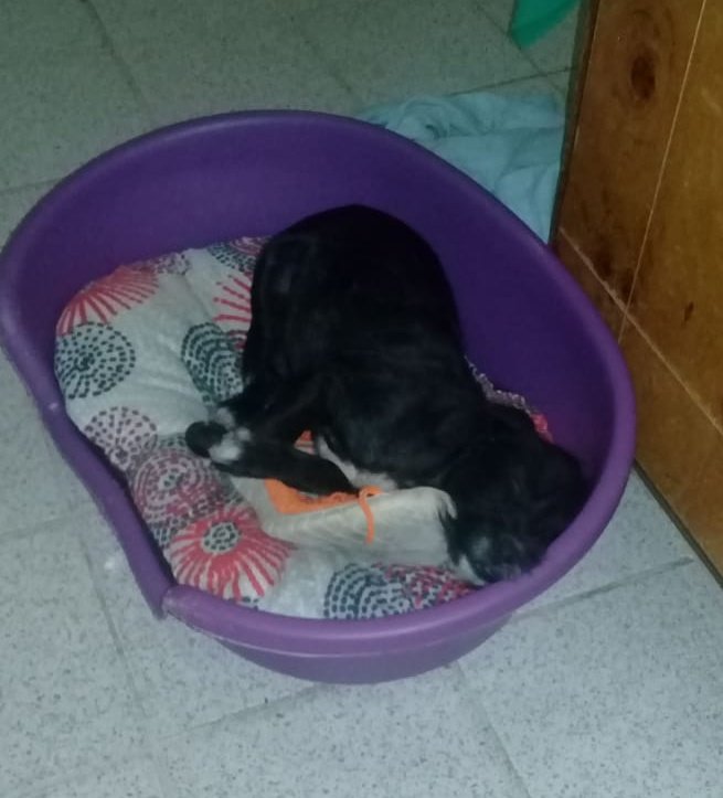 feermerlo1's tweet photo. @OOCanimales La secuencia más hermosa😍♥️ https://t.co/vXO0jJUZKZ
