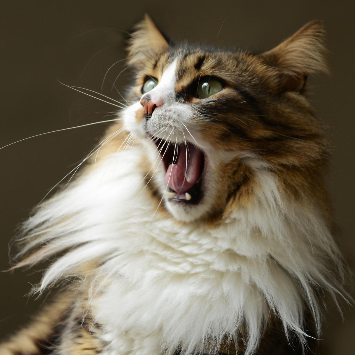 What do cats like to eat on a hot day?

A mice-cream cone!🐁🍦

Happy Friday!
#TGIF #friday #joke #fridayfunny #catstagram #catsagram #catsofinstagram #catlady #kittylitter #catlovers #kittysift #catlife #catloverclub #catsrule #kittensofinstagram #felinefriday