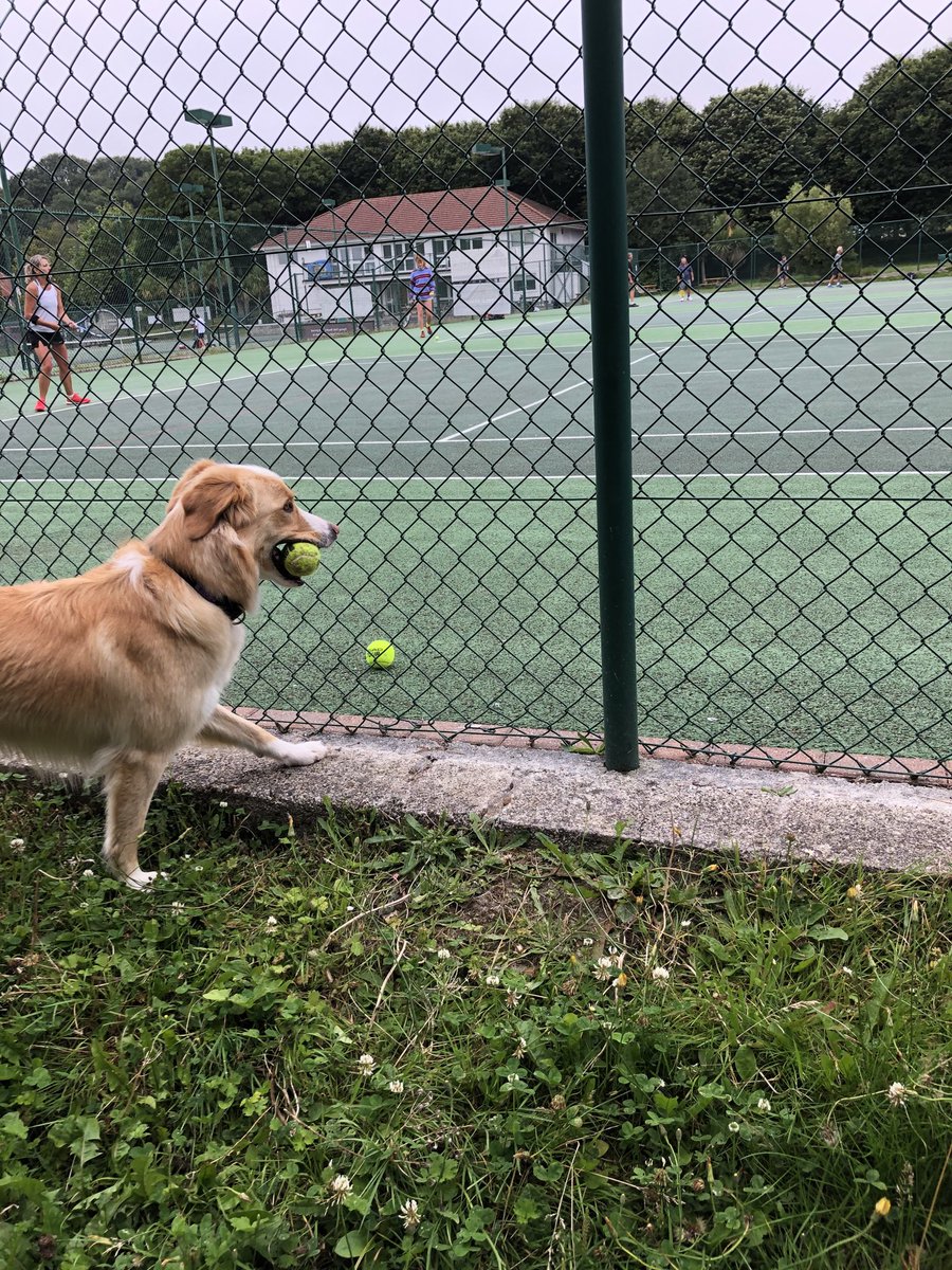 #lifestylechallenge #dogsoftwitter ⁦#tennisballs ⁦@WilsonandJim1⁩ Day 3/7 the ongoing everlasting challenge which I’ve still to suss out is how to get to this whole court of tennis balls which surely must be all mine. Missed em badly during #dogsduringlockdown 🐾🐾🐕