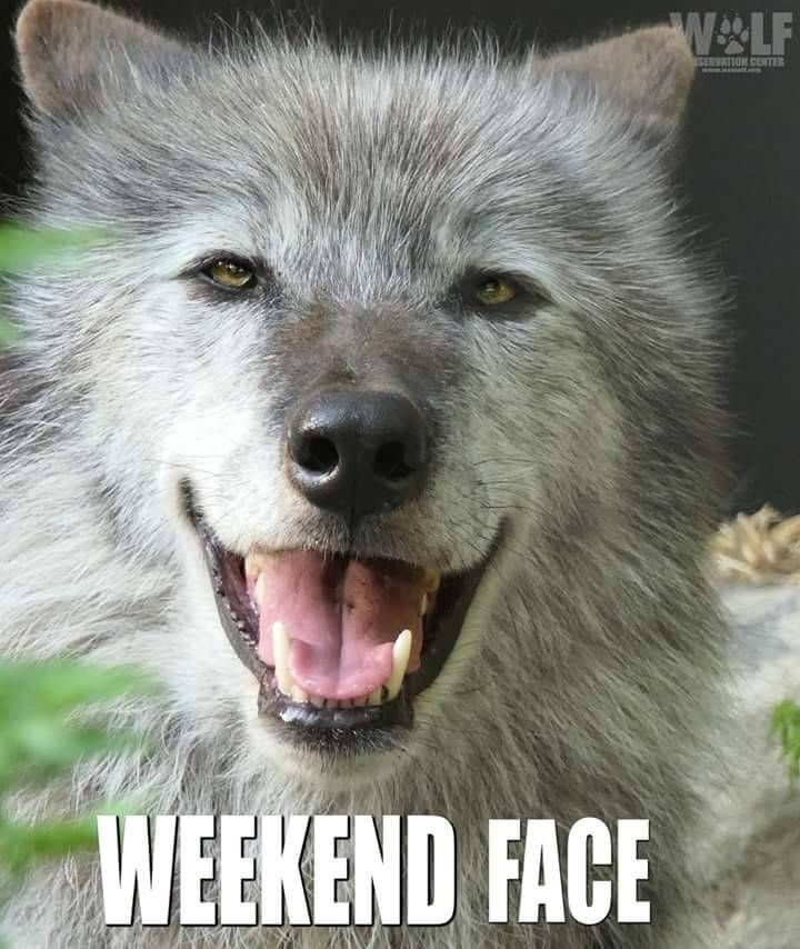 evelyn_m_k's tweet photo. Happy Weekend Pack โค๏ธ๐๐บ๐ป @Nokomaq @DianeRedelinghu @MiriBen2 @nkDarkDrgmailc1 @GichiGumee @hugwildlife @rotrujo @DerekPa56710094 @Graywolf080458 #SaveWolvesBears #AdoptaNoCompres ๐ถ๐ด๐ฑ #BanIditQuest ๐บ๐ธ๐จ๐ฆ#StaySafeStayHome https://t.co/mN0OLLLJgU