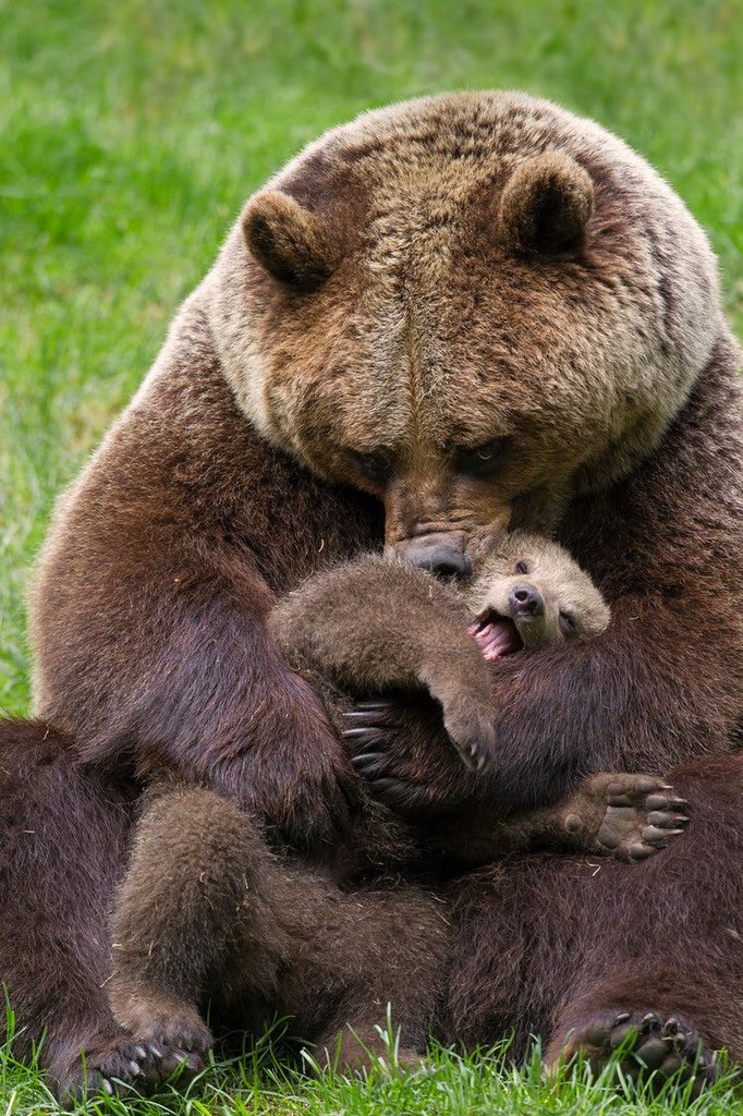 evelyn_m_k's tweet photo. Happy Weekend Pack โค๏ธ๐๐บ๐ป @Nokomaq @DianeRedelinghu @MiriBen2 @nkDarkDrgmailc1 @GichiGumee @hugwildlife @rotrujo @DerekPa56710094 @Graywolf080458 #SaveWolvesBears #AdoptaNoCompres ๐ถ๐ด๐ฑ #BanIditQuest ๐บ๐ธ๐จ๐ฆ#StaySafeStayHome https://t.co/mN0OLLLJgU