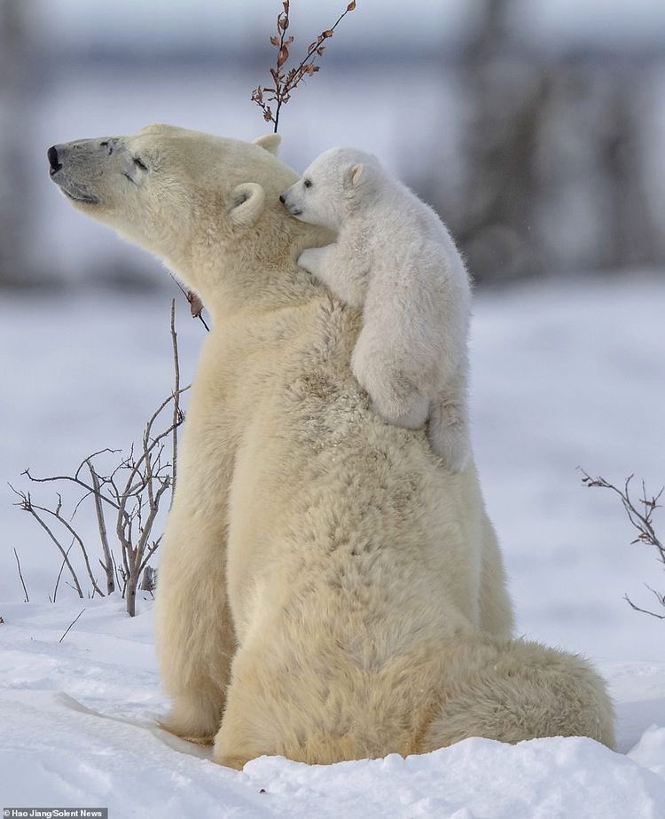 evelyn_m_k's tweet photo. Happy Weekend Pack โค๏ธ๐๐บ๐ป @Nokomaq @DianeRedelinghu @MiriBen2 @nkDarkDrgmailc1 @GichiGumee @hugwildlife @rotrujo @DerekPa56710094 @Graywolf080458 #SaveWolvesBears #AdoptaNoCompres ๐ถ๐ด๐ฑ #BanIditQuest ๐บ๐ธ๐จ๐ฆ#StaySafeStayHome https://t.co/mN0OLLLJgU