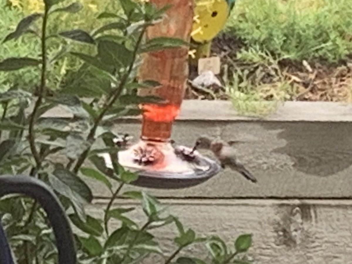 Had a visitor at lunch today!  A simple benefit of working from home.  Take that #Covid_19