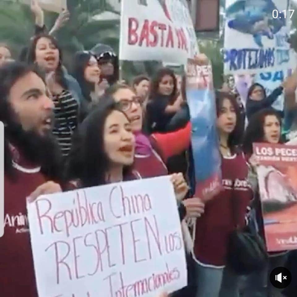 AnimalLibreEC's tweet photo. #SOSGALAPAGOS 
 
Hace 2 años los activistas de Animal Libre Ecuador estuvimos presentes, junto con otros colectivos y ciudadanos, alzando nuestra voz para que las flotas internacionales destructoras de la vida marina de Galápagos se retire, lo logramos. https://t.co/Le9f5VSnkV