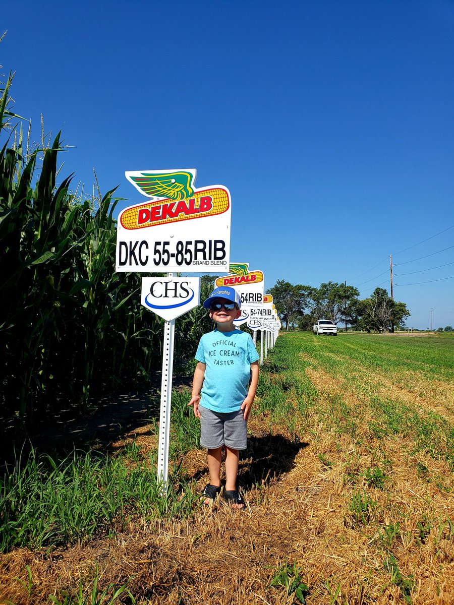 Had the expert along taking a look at the @CHSFA_Mitchell corn plot today