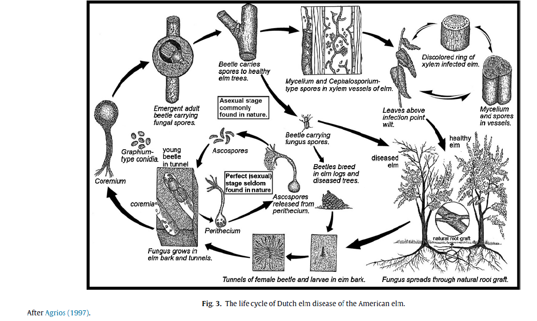The principal links between modern and fossil studies of plant damage are through studies of plant pathology and plant-insect interactions, which require knowledge of disease inflicting organisms, plant host responses, and arthropod and nematode vectors. (6/n)