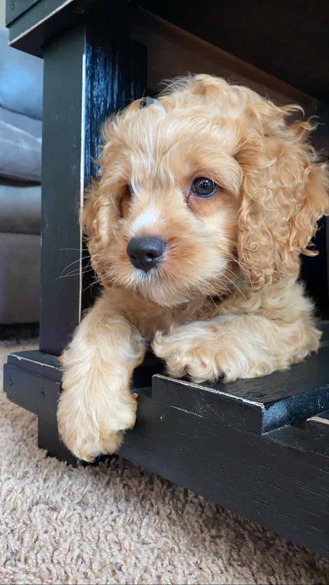 Consolation Prize Lesbian tweet media