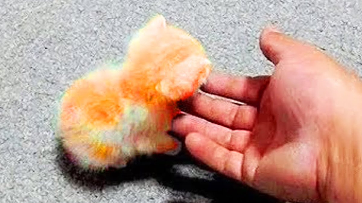 MeowMoeDotCom's tweet photo. Super Cute Kittens In The World - ...
#Cats #Cat #Kittens #Kitten #Kitty #Pets #Pet #Meow #Moe #CuteCats #CuteCat #CuteKittens #CuteKitten #MeowMoe #BabyAndCat #BestAnimals #CatAwesome #CuteAnimals #CuteBabyCats #CuteCat #CuteCatAwesome
https://t.co/50qfV7HuMI https://t.co/tKsz7bXEOC