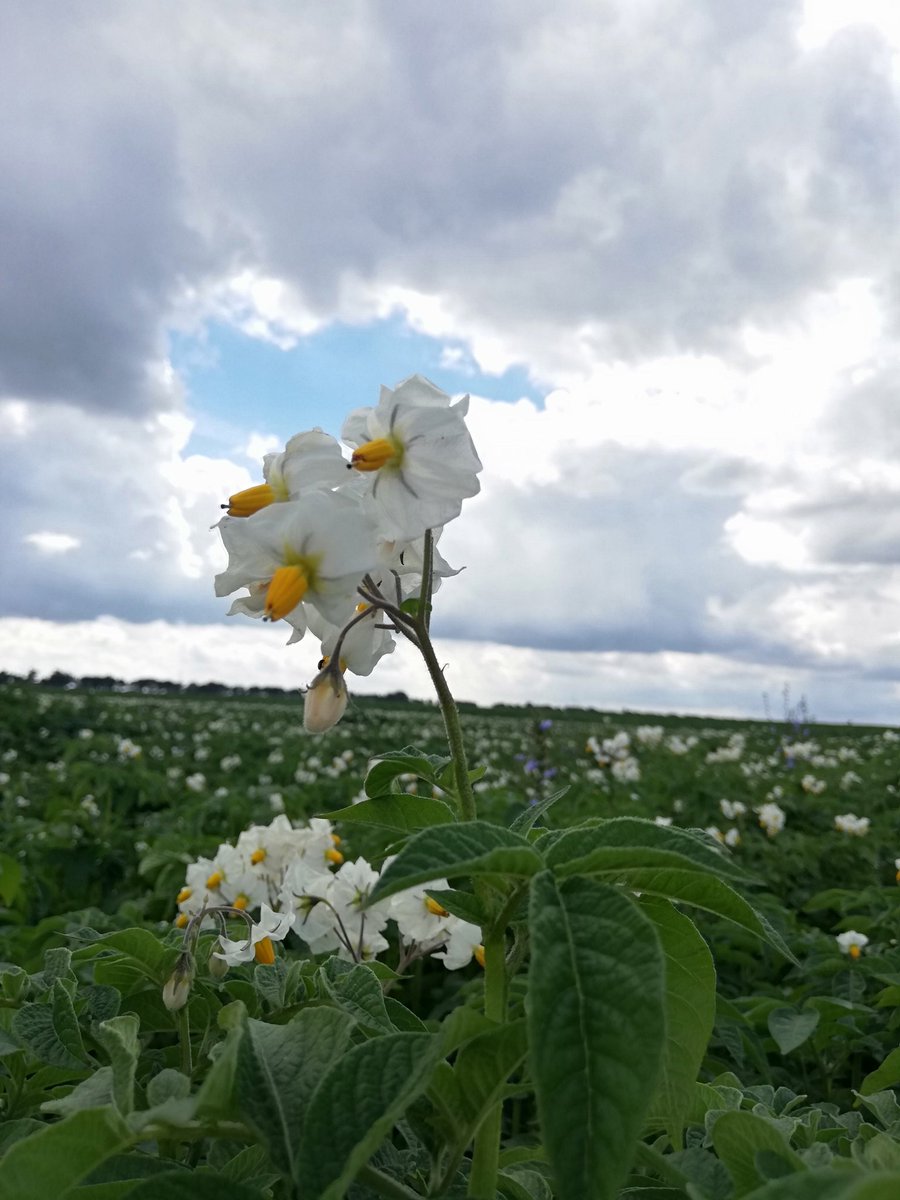 Nog steeds is het genieten van die mooie aardappelbloemen #Altus @Avebe_group
