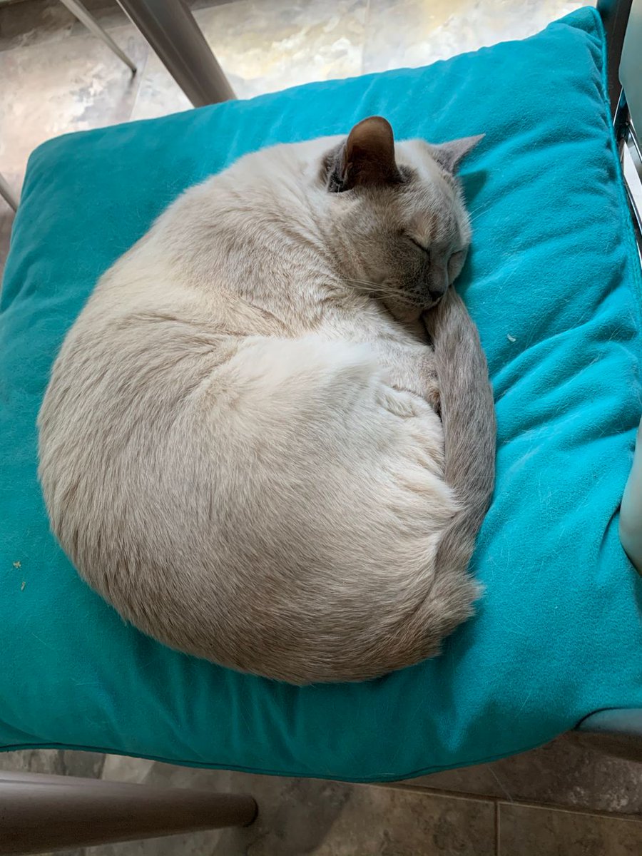 PurrrfectlyH's tweet photo. Friday vibes. Catnap number 8 in progress๐ป๐น๐ค๐ค๐ค#lili #cstnapping #catlifeishard #donotdisturb #cutiepie #itsherpillownow #catmomlife #purrrfectlyholistic #tonkinesecats #meowbeauties #mycatsaremykids #catsoftwitter #spoiledasscat https://t.co/Oh7qEpFvu6