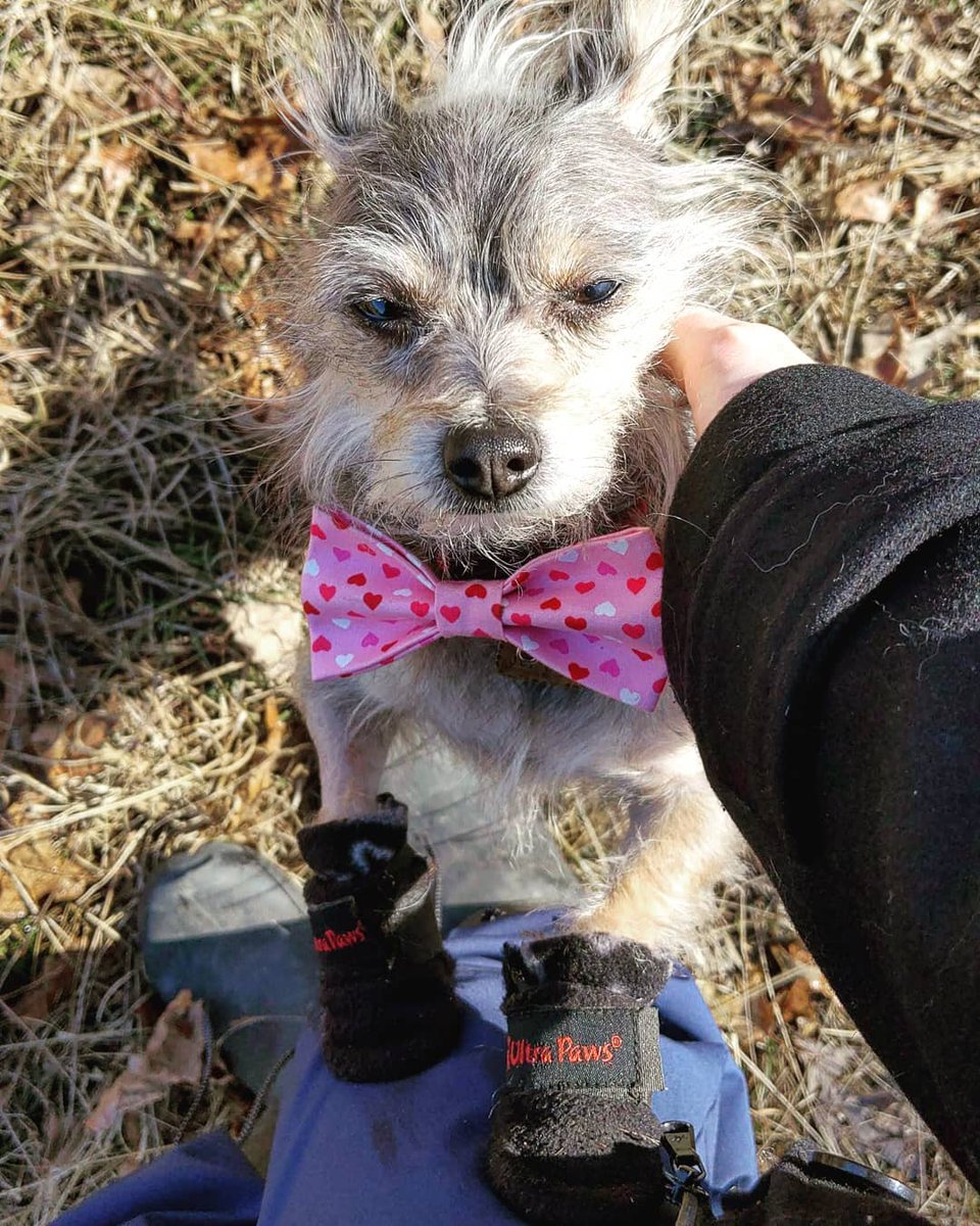 UltraPaws's tweet photo. All dressed up and ready to put my best paws forward this weekend! 🐾 #TGIF

📸: IG @pumlumo

#cozypaws #littledogs #hikingwithdogs #adventuredog #dogshoes #dogboots #littlepaws #ultrapaws https://t.co/7Ramw0u3H6