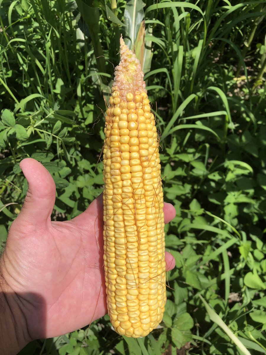FKPPRICE's tweet photo. @NKSeeds NK1082-3330 in both single pictures and NK1573-3330/5222 showing consistency in 2020 plots. #AgrisureTraits #technologygeneticsvalue #growyourROI https://t.co/YJMkeMBt0E
