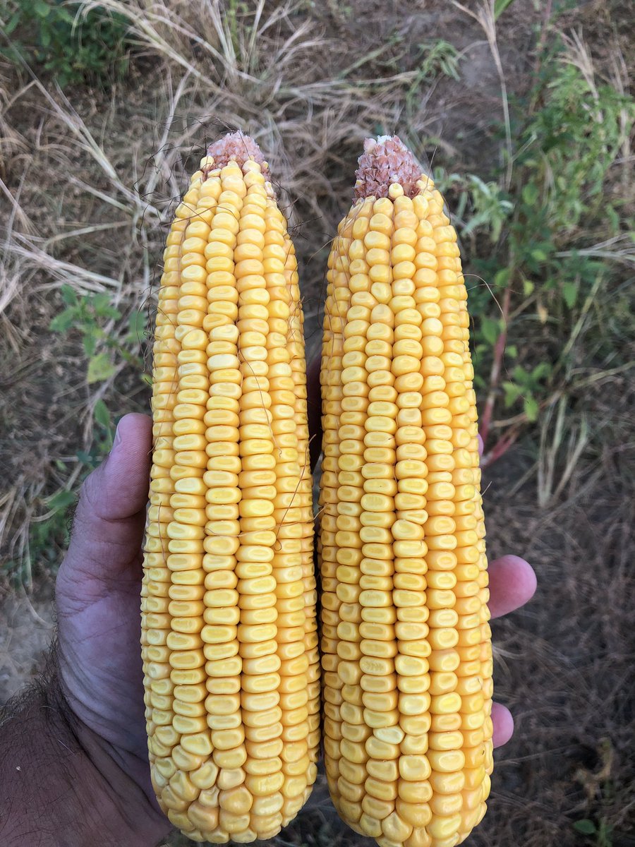 FKPPRICE's tweet photo. @NKSeeds NK1082-3330 in both single pictures and NK1573-3330/5222 showing consistency in 2020 plots. #AgrisureTraits #technologygeneticsvalue #growyourROI https://t.co/YJMkeMBt0E