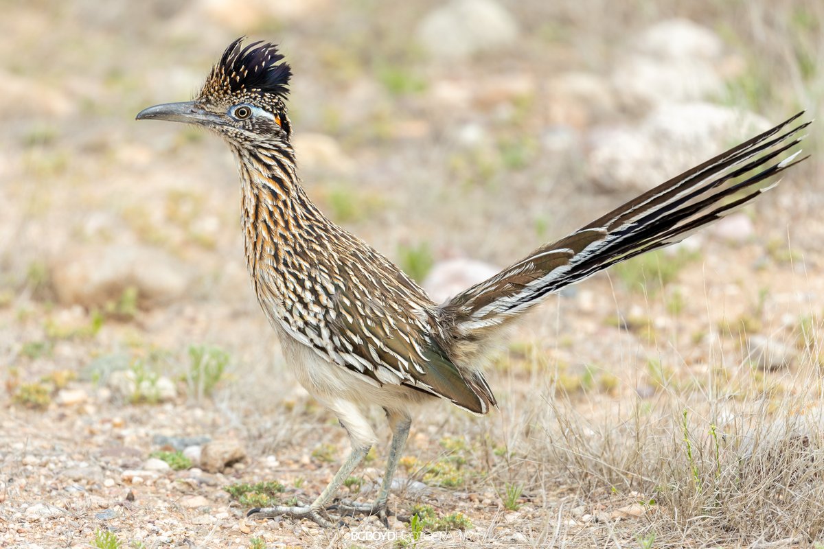 bgboydphoto's tweet photo. Road runner #birds #wildlife #nature #birding #birdwatching #roadrunner
π· Canon EOS 6D Mark II
π EF100-400mm f/4.5-5.6L IS II USM
π 400mm | 1/1250s | f/5.6 | ISO-400
π
March 2020 https://t.co/k5fif5eaQw