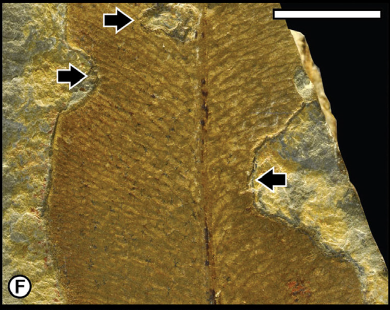 (E) Glossopterid leaf exhibiting margin feeding and hole feeding (DT02) with thickened reaction rims at edge excisions associated with possible secondary fungal damage. (F) Enlargement of external damage area in (E), showing possible fungal damage at arrow. (14/n)