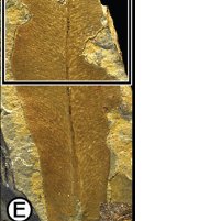 (E) Glossopterid leaf exhibiting margin feeding and hole feeding (DT02) with thickened reaction rims at edge excisions associated with possible secondary fungal damage. (F) Enlargement of external damage area in (E), showing possible fungal damage at arrow. (14/n)