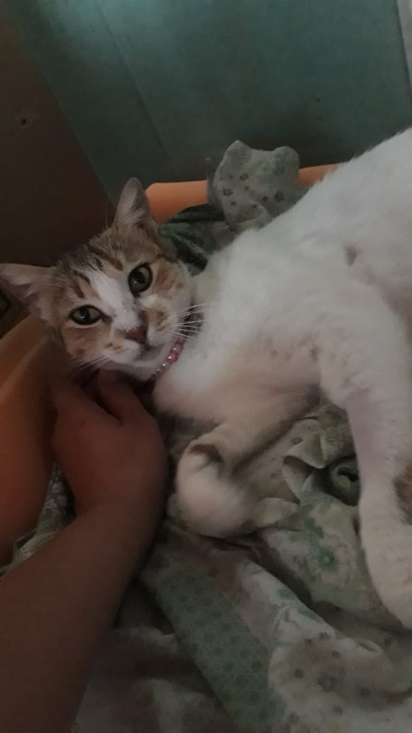 fuck1ngbad's tweet photo. Oi pessoas ela ainda esta p adoção, está em um lar temporário mas infelizmente não vai poder ficar muito mais tempo lá 
É castrada e carinhosa e vai te dar mt amor
Rj/ Duque de Caxias/ São João de Meriti https://t.co/bPxMB6PO6m