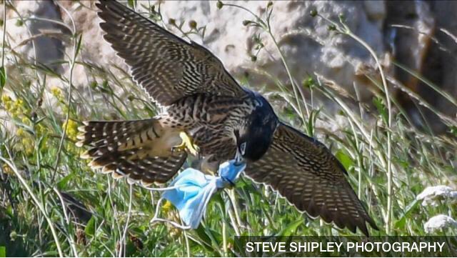 Animal_Watch's tweet image. Peregrine falcon talons tangled in discarded face mask bbc.co.uk/news/uk-englan… @BBCNews #PPE #litter #wildlife #birds