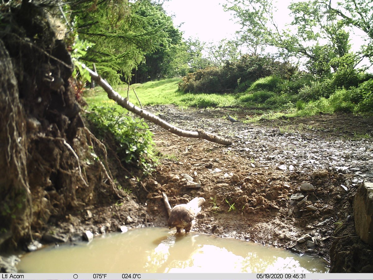 Thread/2373 images to go through on the new waterhole trail camera (out during May/June) First 100 turned up some promising visitsRed Squiggs, Pine Marten, Buzzard. (also loads of Wood pigeon, Magpie, Jay, small birds, fox & badger)I'll add some of the best to this thread.