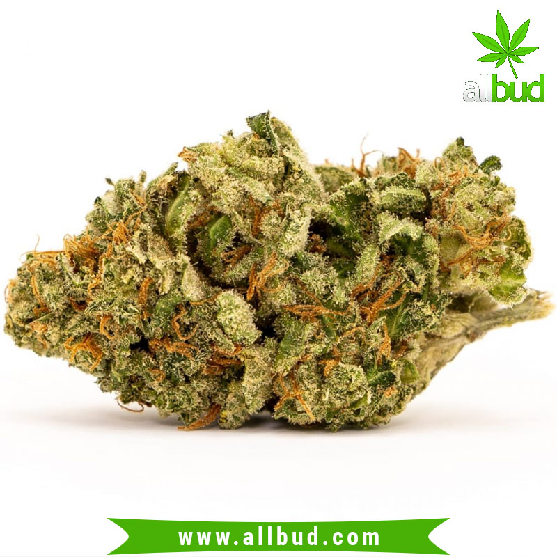 White Widow is a hybrid strain that many have been familiar with since the early 90's. bit.ly/2JEwOOC
#allbud #White #Widow #Strain #marijuana #cannabis #weed #health #medicalmarijuana #news #cannabisnews #legalization #use #smoke #enjoy #enjoylife #healthylife