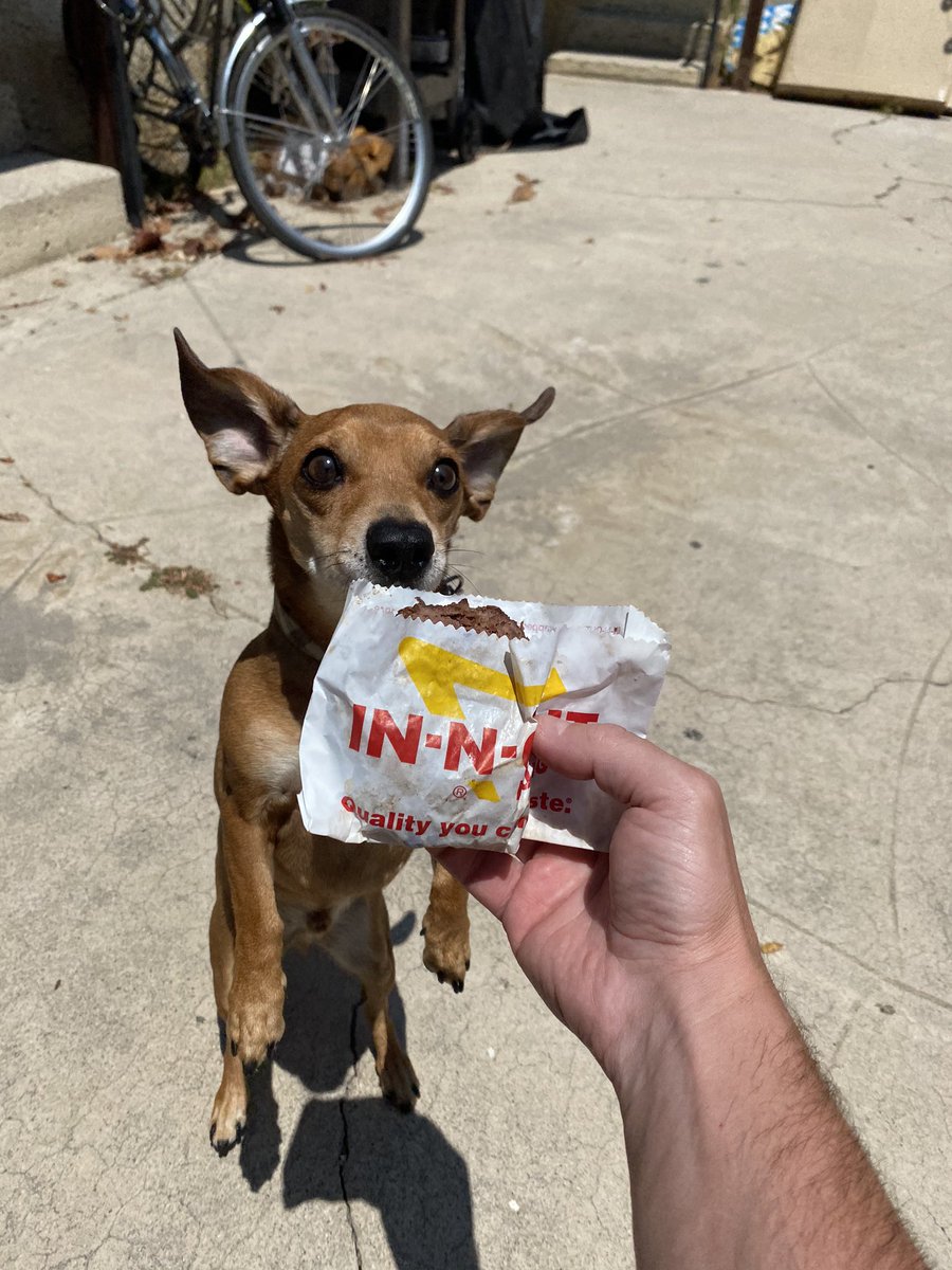 TweetCaliRob's tweet photo. Today we celebrated Harry’s 7th birthday with a very special treat from In-N-Out Burger 🍔 

Happy Birthday little man 🐶🎉🍔#TeamInNOut https://t.co/R4FyNdm88G