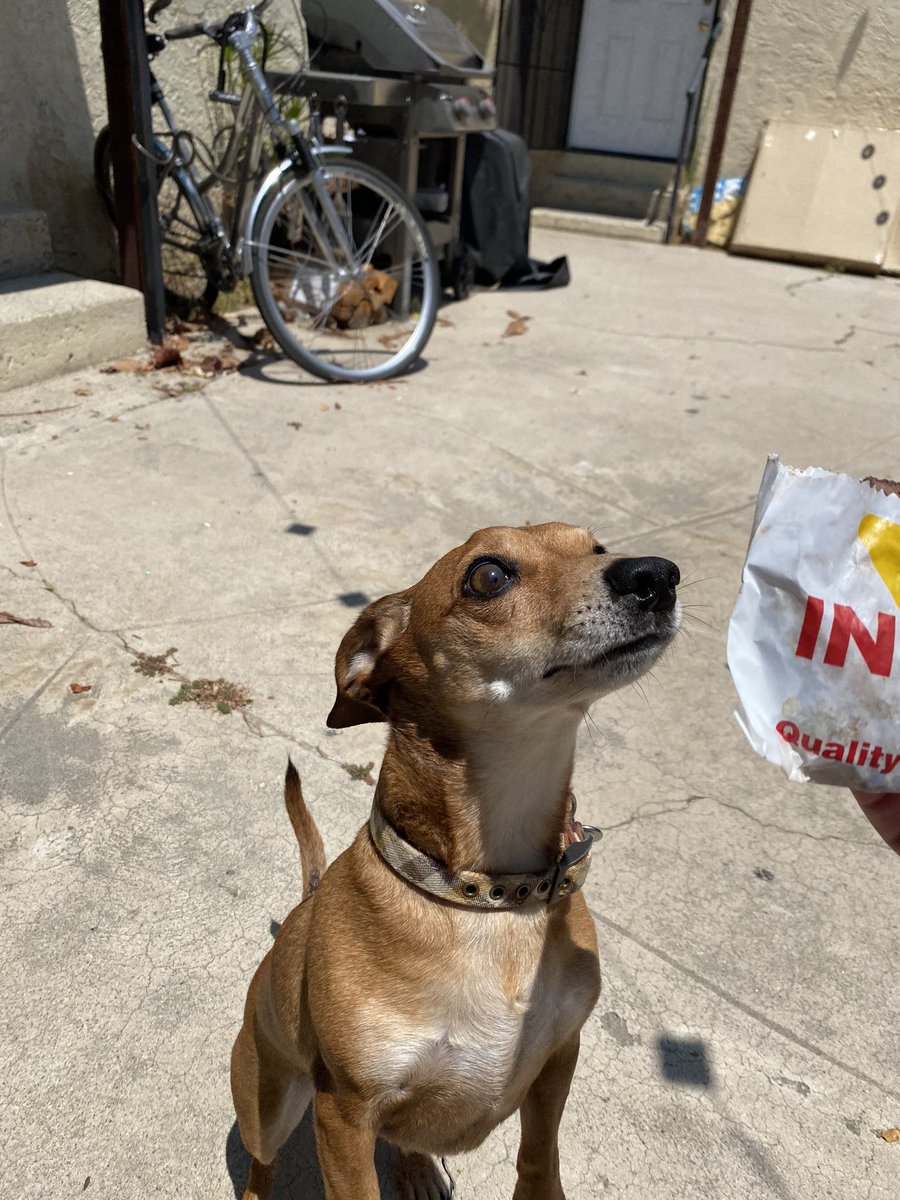 TweetCaliRob's tweet photo. Today we celebrated Harry’s 7th birthday with a very special treat from In-N-Out Burger 🍔 

Happy Birthday little man 🐶🎉🍔#TeamInNOut https://t.co/R4FyNdm88G