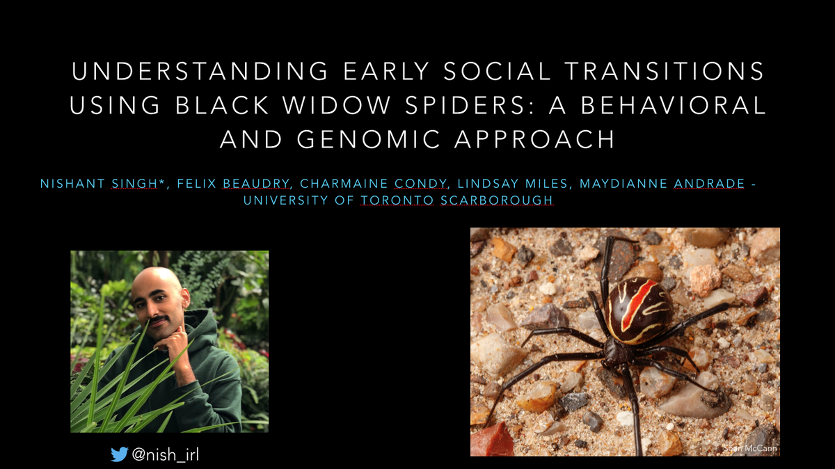 Talking about spiders and social evolution! Come ask me questions in the Social Evolution Q&amp;A session next Thursday at 11am, or my office hours same day at 2pm.  #abs2020
